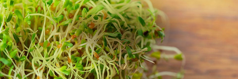 How to Store Sprouts | Glad®